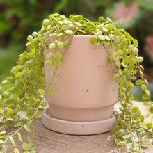 Load image into Gallery viewer, Plaka Pot