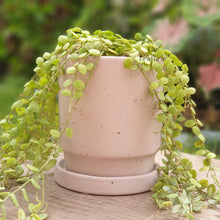 Load image into Gallery viewer, Plaka Pot