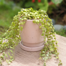 Load image into Gallery viewer, Plaka Pot