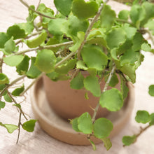 Load image into Gallery viewer, The Leaferie Capri terracotta plant pot. rustic design . top view