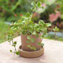 Load image into Gallery viewer, The Leaferie Capri terracotta plant pot. rustic design . front view with plant
