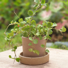 Load image into Gallery viewer, The Leaferie Capri terracotta plant pot. rustic design . front view close up