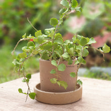 Load image into Gallery viewer, The Leaferie Capri terracotta plant pot. rustic design . front view close up