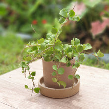 Load image into Gallery viewer, The Leaferie Capri terracotta plant pot. rustic design . front view close up