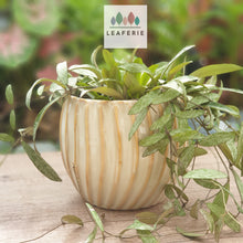 Load image into Gallery viewer, Verona Flowerpot