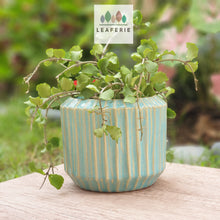 Load image into Gallery viewer, The Leaferie Alexandria pot Design B .front view