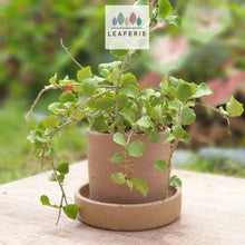 Load image into Gallery viewer, The Leaferie Capri terracotta plant pot. rustic design . front view with plant