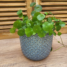 Load image into Gallery viewer, The Leaferie Chambery pot. blue and green ceramic plant pot . front view of blue pot with plant