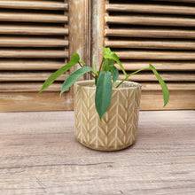 Load image into Gallery viewer, Pace Pot