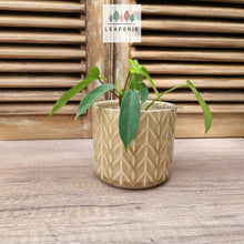 Load image into Gallery viewer, Pace Pot