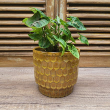Load image into Gallery viewer, Polie Flowerpot