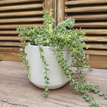 Load image into Gallery viewer, The Leaferie tiber white plant pot . ceramic material