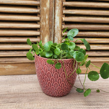 Load image into Gallery viewer, The Leaferie Nevola red flowerpot. ceramic material