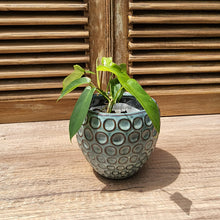 Load image into Gallery viewer, The Leaferie Eisen blueish ceramic pot. front view with plant
