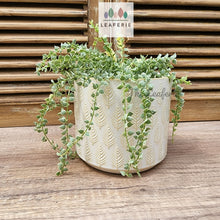 Load image into Gallery viewer, The Leaferie Kariba white pot. ceramic material.