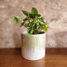 Load image into Gallery viewer, The Leaferie Aurora flowerpot. front view. design A with plant