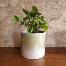 Load image into Gallery viewer, The Leaferie Aurora flowerpot. front view. Design A with plant