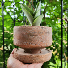 Load image into Gallery viewer, The Leaferie Pascale terracotta pot with tray. 2 sizes. Front view with plant