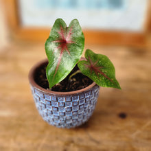 Load image into Gallery viewer, The Leaferie Petit pots series 7. 17 designs ceramic planter. suitable for succulents. design M