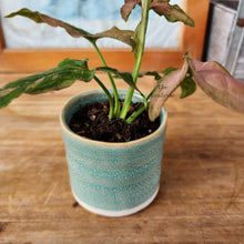 Load image into Gallery viewer, The Leaferie Petit pots series 6 . 12 ceramic small pots. suitable for succulents. Design J