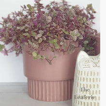 Load image into Gallery viewer, The Leaferie Blush plant pot. pink ceramic flowerpot. front view with plant and millie the cat