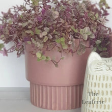 Load image into Gallery viewer, The Leaferie Blush plant pot. pink ceramic flowerpot. front view with plant