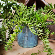 Load image into Gallery viewer, Lazarina Pot