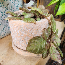 Load image into Gallery viewer, The Leaferie Ryanna terracotta pot with tray