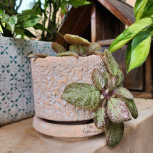 Load image into Gallery viewer, The Leaferie Ryanna terracotta pot with tray