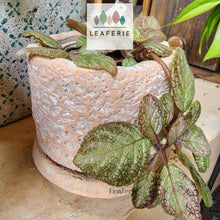 Load image into Gallery viewer, The Leaferie Ryanna terracotta pot with tray
