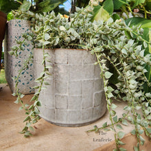 Load image into Gallery viewer, The Leaferie Rory grey ceramic pot.