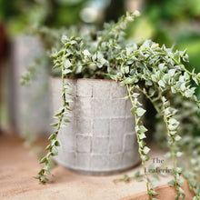 Load image into Gallery viewer, The Leaferie Rory grey ceramic pot.