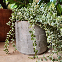 Load image into Gallery viewer, The Leaferie Rory grey ceramic pot.