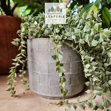 Load image into Gallery viewer, The Leaferie Rory grey ceramic pot.