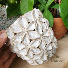 Load image into Gallery viewer, The Leaferie Bevin plant pot . ceramic flowerpot . side view