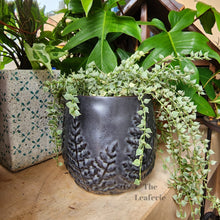 Load image into Gallery viewer, The Leaferie colleen ceramic plant pot. 2 colours black and white planter. front view of design B with plant