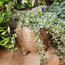 Load image into Gallery viewer, The Leaferie Francois plant pot. ceramic material. front view with plant