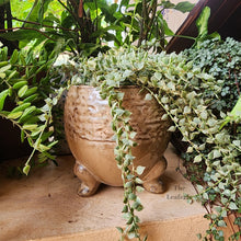 Load image into Gallery viewer, The Leaferie Francois plant pot. ceramic material. front view with plant