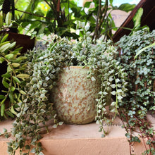 Load image into Gallery viewer, The Leaferie Gwenhael Greenish rough texture planter. ceramic material