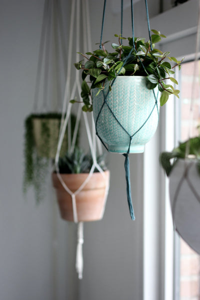 Tips for Successfully Growing Plants in Hanging Planters