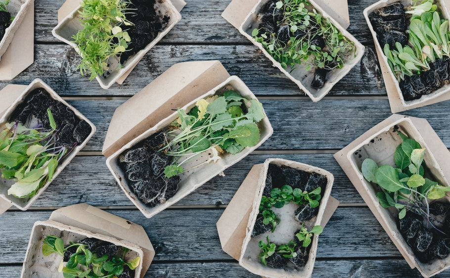 Biodegradable Plant Pots: A Greener Choice for Your Garden
