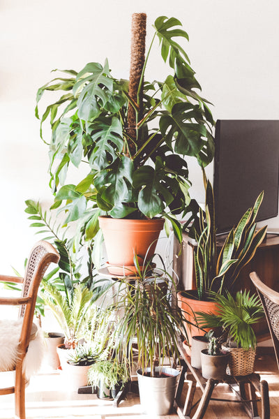 Exploring the Best Materials for Plant Pots: A Guide for Gardening Enthusiasts