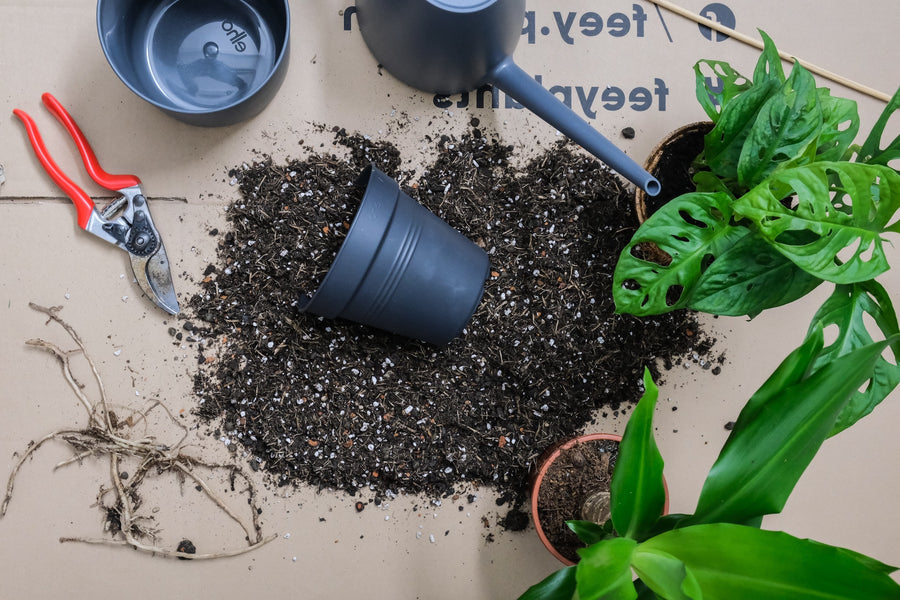 How do I repot a plant into a new pot?