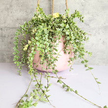 Load image into Gallery viewer, The Leaferie Lyon hanging pot (Series 13). 3 colours pink, white and black. ceramic material. photo shows Pink Maxi with plant
