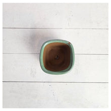 Load image into Gallery viewer, Petit Bonsai Flowerpot (Series 6)
