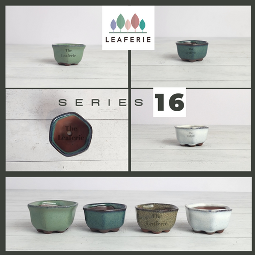 The leaferie Bonsai series 16. small pot hexagon shape. 4 colours