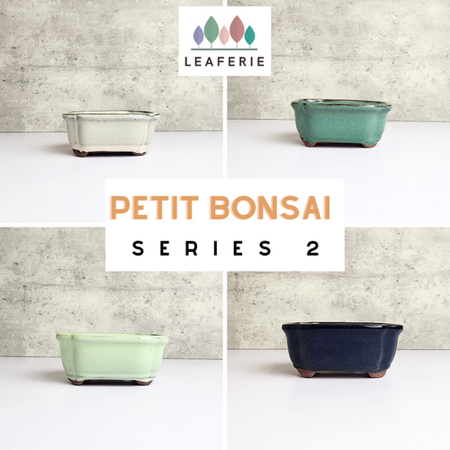 The Leaferie Petit bonsai series 2. 4 colours . ceramic pot. front view of all 4 colours