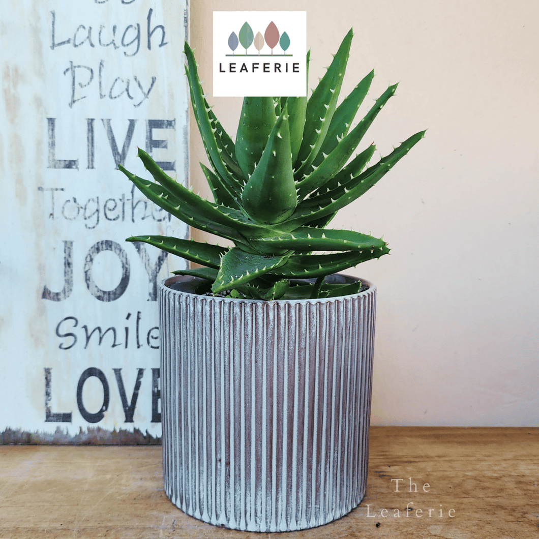 The Leaferie Marceau blue stripe ceramic planter. front view with plant