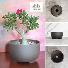 Load image into Gallery viewer, Bonsai Flowerpot
