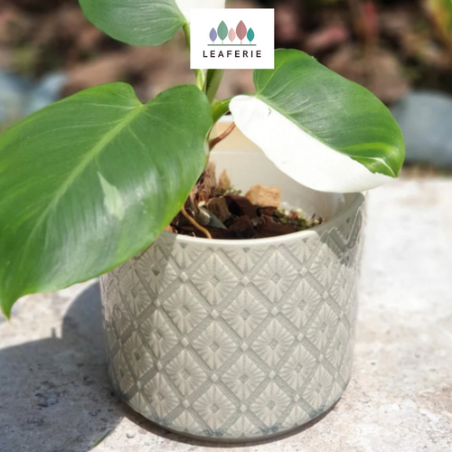 The Leaferie Jura pot . 2 colours ceramic planter.